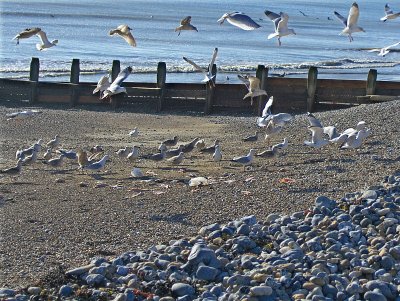 FEEDING  FRENZY