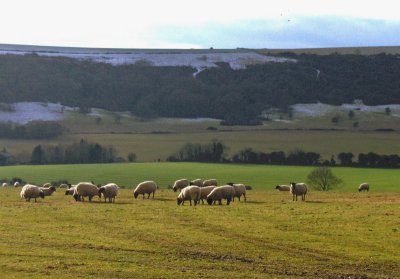 ON THE SOUTH DOWNS