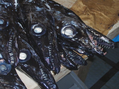 BLACK SCABBARD FISH