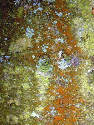 VARIOUS TREE LICHENS