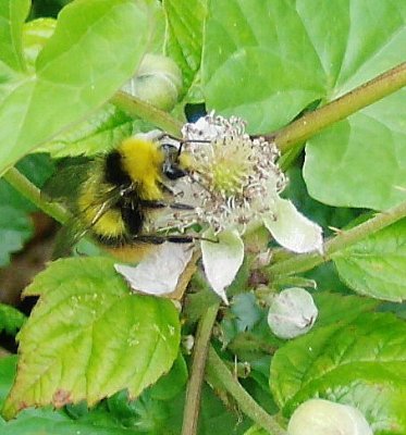 BUMBLE BEES ON BRAMBLES GALLERY