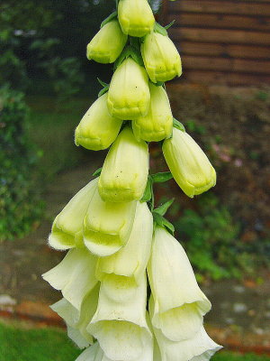 WHITE FOXGLOVE