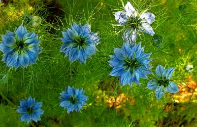 LOVE-IN-A-MIST . 2