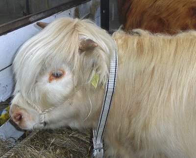 BLONDE HIGHLAND  YOUNGSTER
