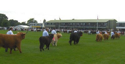 THE CATTLE PARADE