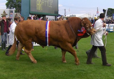 CHAMPION LIMOUSIN BULL