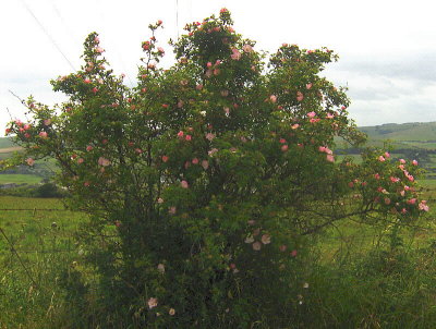 DOG ROSE BUSH