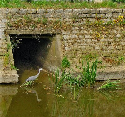 HERON BY THE RAMPARTS