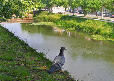 NEAR THE MENIN BRIDGE