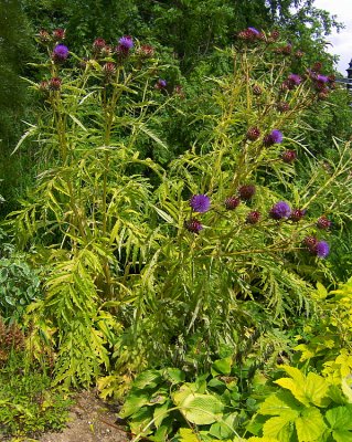 A CULTIVATED THISTLES   540