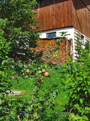 APPLES & THE WOODPILE