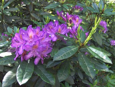 RHODODENDRONS . 1
