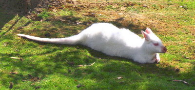 ALBINO WALLABY