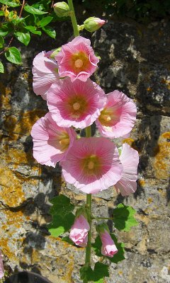 PINK HOLLYHOCKS . 1