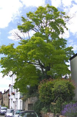 VERY GREEN TREE