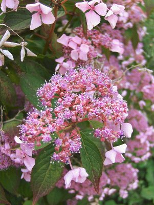 LACE  HYDRANGEA