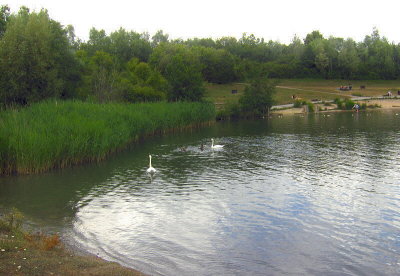 SWANS BY THE REEDBED