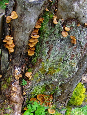 AUTUMN TREE STUMP