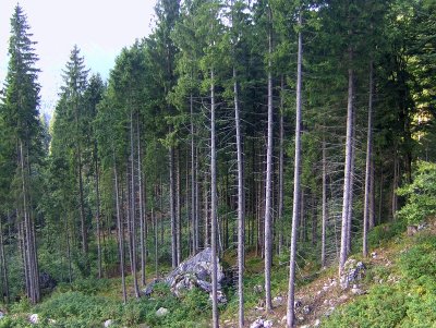 PINE FOREST