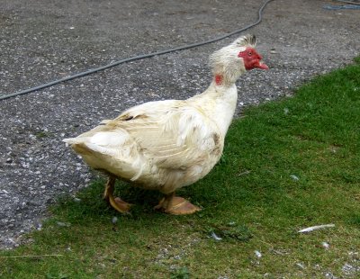 UNUSUAL FARM GOOSE