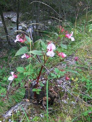 WILD FLOWER