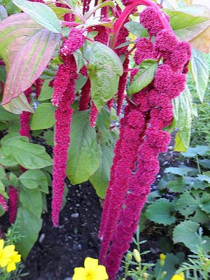 LOVE-LIES-BLEEDING