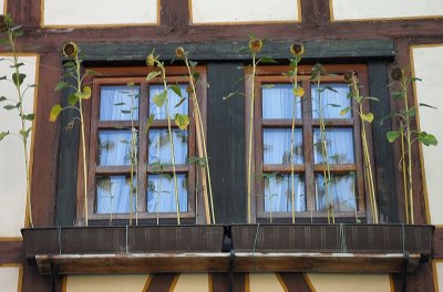 UNIQUE WINDOWBOX DISPLAY