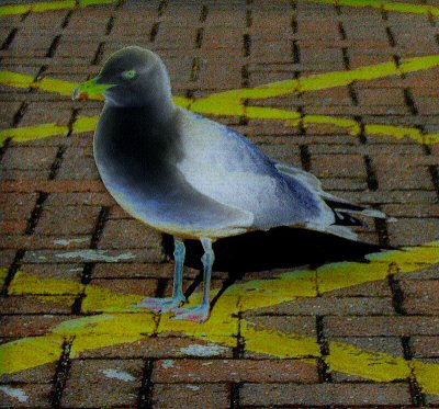 ABSTRACT SEAGULL