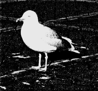 ABSTRACT SEAGULL . 1