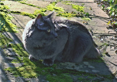 FLUFF  8 MONTHS OLD
