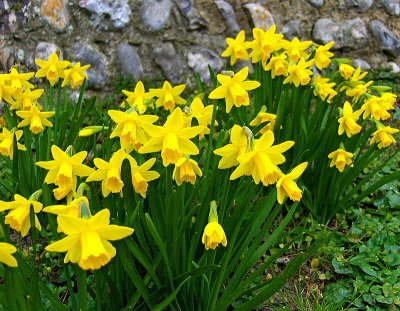 A HOST OF GOLDEN DAFFODILS