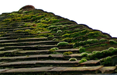 MOSS ON THE ROOF