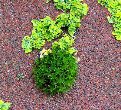 MOSS & LICHEN ON THE WELL ROOF