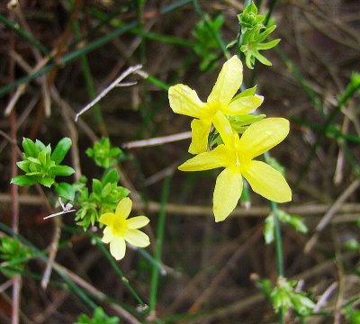 WINTER JASMINE