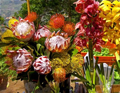 KING PROTEA & CANNA FLOWERS