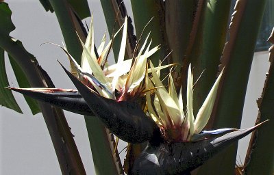 GIANT BIRD OF PARADISE BLOOM