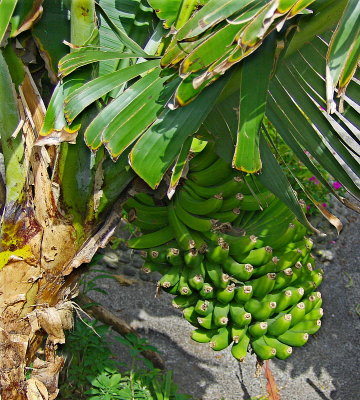 BANANAS ON PLANT