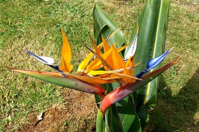 BIRD OF PARADISE PLANT