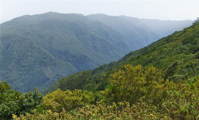 LAURACEOUS FOREST VIEW