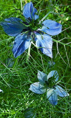 LOVE-IN-A-MIST . 1