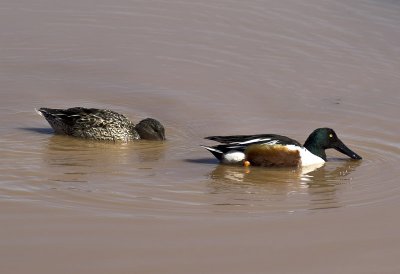 Northern Shoveler.jpg