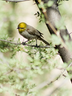 Verdin-2.jpg