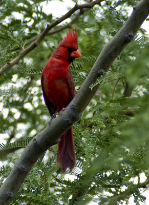 Northern Cardinal-3.jpg