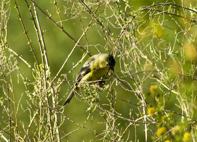 Lesser Goldfinch-3.jpg