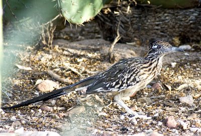 Greater Roadrunner-1.jpg