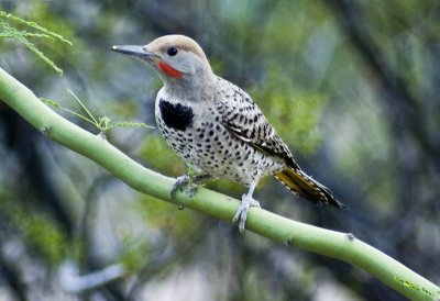 Gilded Flicker-2.jpg