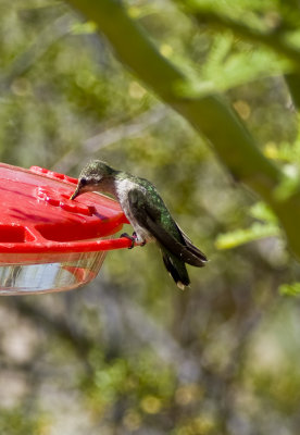 Anas Hummingbird-2.jpg