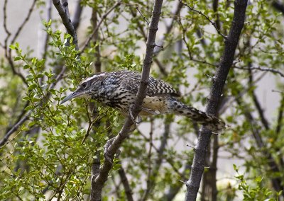 Cactus Wren-5.jpg