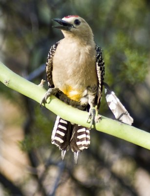 Gilla Woodpecker-4.jpg