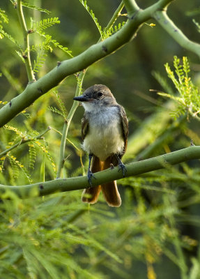 Young A-t Flycatcher-1.jpg